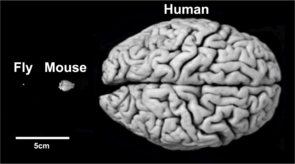 Despite their differences in size and appearance, the brains of flies, mice and men rely on similar structures regulating comparable behaviors in a similar manner. (Photo: Frank Hirth/KCL) Despite their differences in size and appearance, the brains of flies, mice and men rely on similar structures regulating comparable behaviors in a similar manner. (Photo: Frank Hirth/KCL)